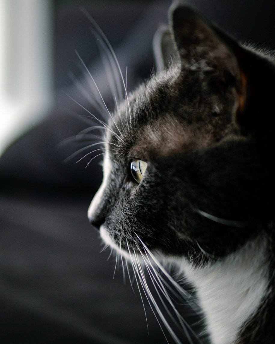 A profile picture of a cat looking outside the window.